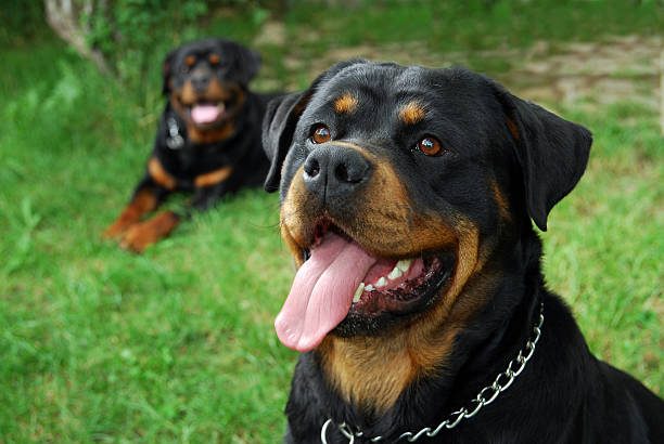 Tout sur le rottweiler : Conseils de soins, d’alimentation et de dressage
