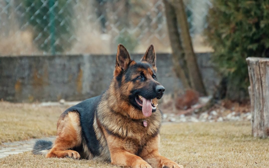 Tout sur les bergers allemands : Conseils de soins, d&rsquo;alimentation et de dressage