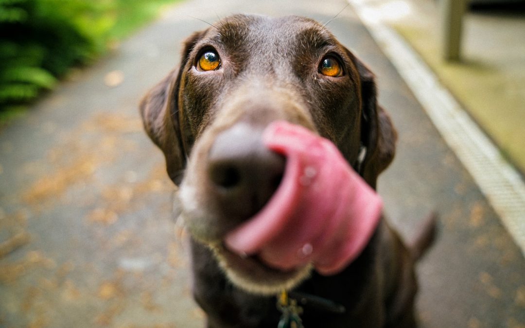 Comment prendre soin d&rsquo;un chien ?