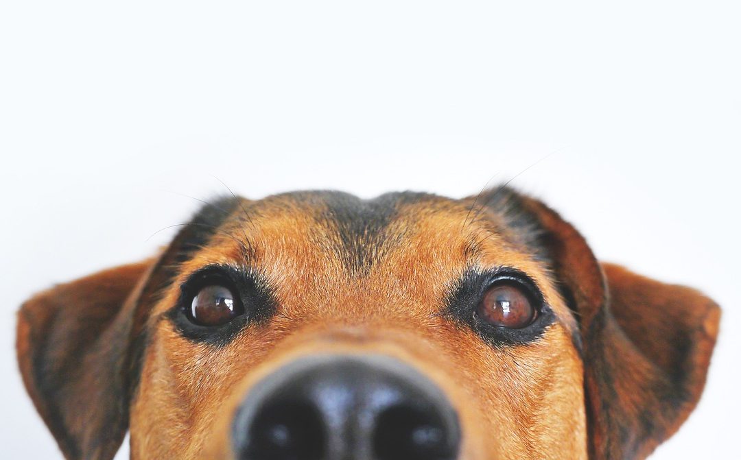 10 raisons pour lesquelles les chiens sont les meilleurs animaux de compagnie que vous puissiez avoir