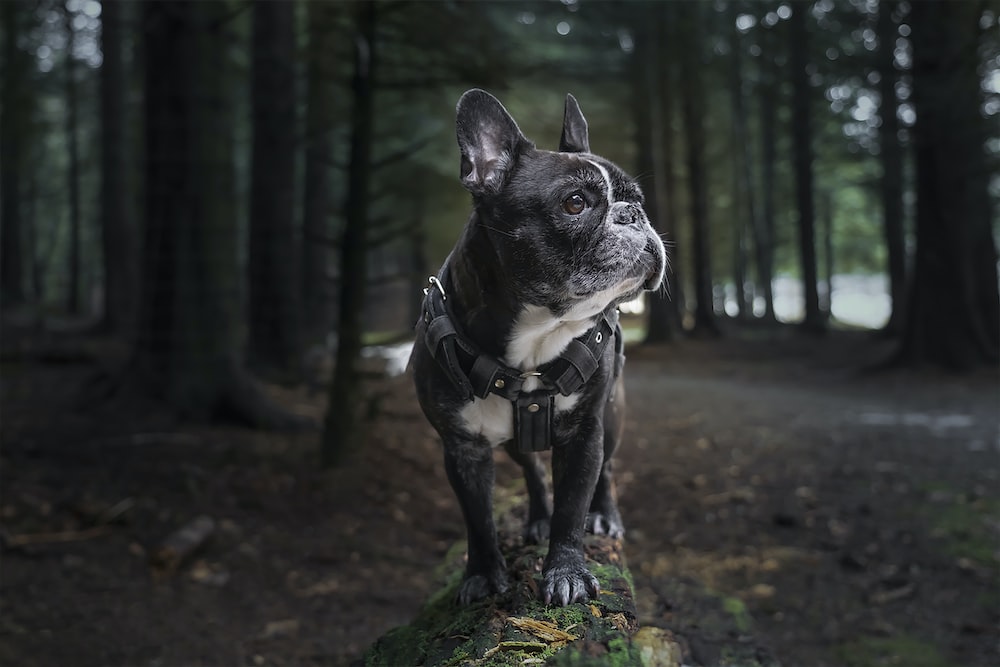Tout ce que vous devez savoir sur le bouledogue français – Conseils de soins, d&rsquo;alimentation et de dressage