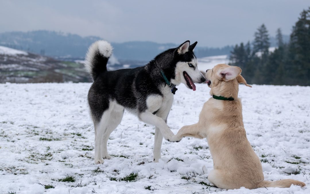 Comment préparer votre chien à sa première rencontre avec un autre chien ?