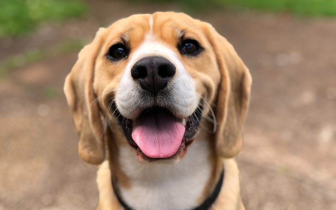 Comment avoir un chien peut augmenter votre espérance de vie et votre qualité de vie ?