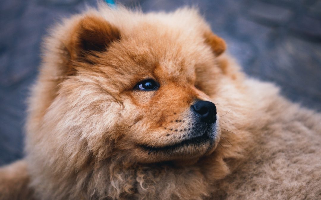 Le Chow-Chow : Tout ce que vous devez savoir avant d&rsquo;adopter ce compagnon affectueux