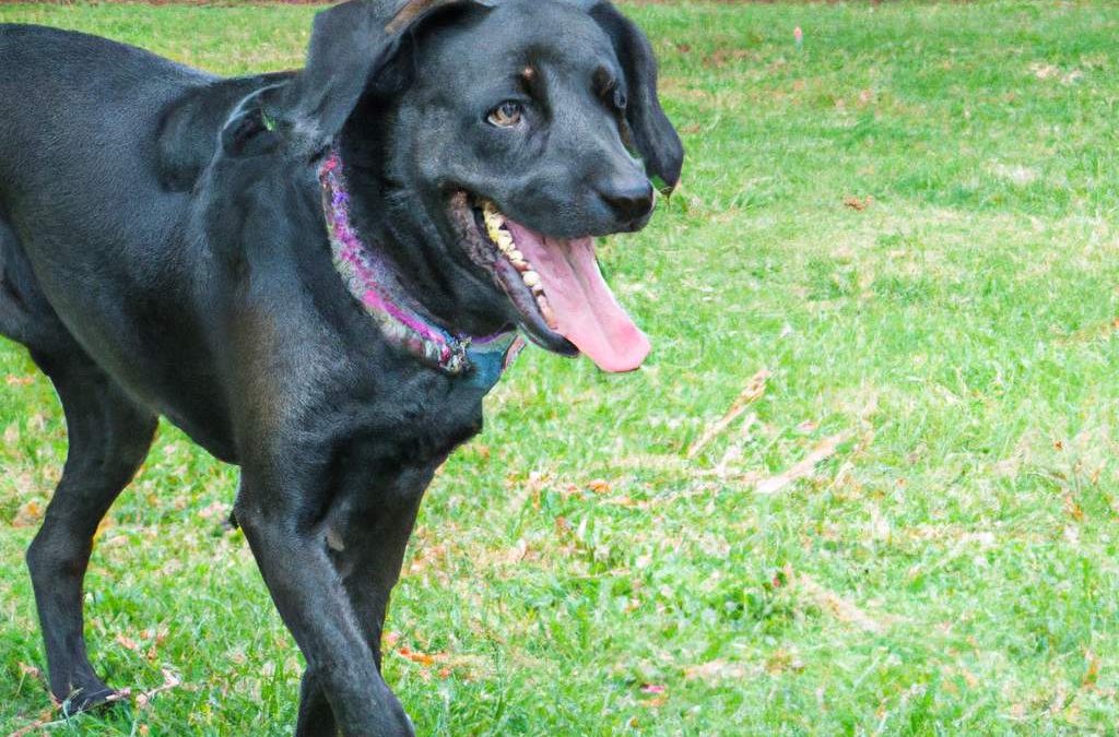 7-raisons-etonnantes-pour-lesquelles-avoir-un-chien-ameliore-votre-sante